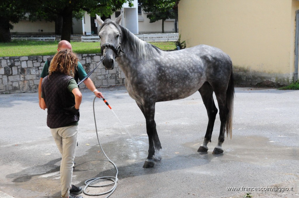 Scuderie di Lipica 2011.07.27_5.JPG